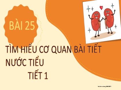 Bài giảng Tự nhiên và xã hội Lớp 2 sách Kết nối tri thức với cuộc sống - Bài 25: Tìm hiểu cơ quan bài tiết nước tiểu - Tiết 1